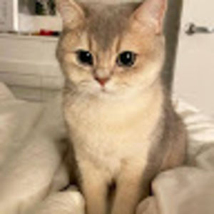 Meet your Posher, Sumi